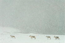 Reindeer (Rangifer tarandus) walking through snowstorm, Vadso, Varanger, Finnmark, Norway, February 2006