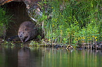 Eurasian beaver (Castor fiber) beside water, Telemark, Norway, July