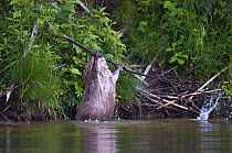 Eurasian beaver (Castor fiber) performing stick display, territorial behaviour, Telemark, Norway, July