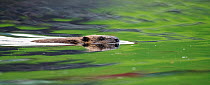 Eurasian beaver (Castor fiber) swimming, Telemark, Norway, July