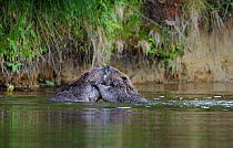 Two Eurasian beavers (Castor fiber) wrestling, social behaviour, Telemark, Norway, July