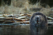 Eurasian beaver (Castor fiber) sniffing the air, Telemark, Norway, April