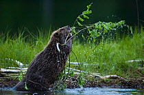 Eurasian beaver (Castor fiber) demonstrating stick display, territorial behaviour, Telemark, Norway, June