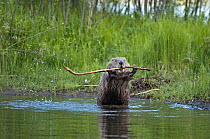 Eurasian beaver (Castor fiber) demonstrating stick display, territorial behaviour, Telemark, Norway, June