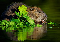 Eurasian beaver (Castor fiber) feeding on oak leaves in water, Telemark, Norway, June