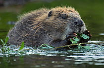 Eurasian beaver (Castor fiber) feeding on willow leaves in water, Telemark, Norway, June