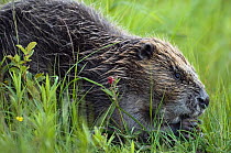 Eurasian beaver (Castor fiber) feeding. Telemark, Norway.