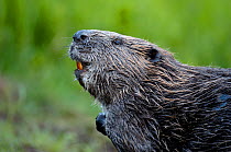 Eurasian beaver (Castor fiber) sniffing the air, Telemark, Norway, June