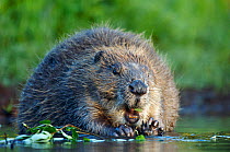 Eurasian beaver (Castor fiber) feeding on willow leaves in water, Telemark, Norway, June