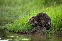 Eurasian beaver (Castor fiber) scent marking, territorial behaviour, Telemark, Norway, June