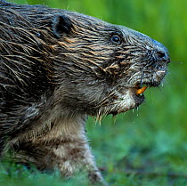 Eurasian beaver (Castor fiber) portrait, Telemark, Norway, June