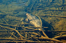 Eurasian beaver (Castor fiber) swimming under water, Telemark, Norway, June