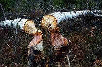 Birch trees (Betula sp) cut by Eurasian beaver (Castor fiber), Telemark, Norway, April