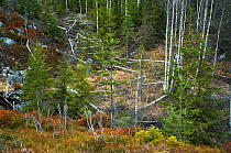 Birch trees (Betula sp) cut by Eurasian beaver (Castor fiber), Telemark, Norway, April