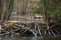 Eurasian beaver (Castor fiber) dam built from cut branches and tree trunks, Telemark, Norway, April