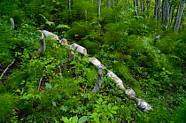 Grey alder trees (Alnus incana) cut and gnawed by Eurasian beaver (Castor fiber) Telemark, Norway, July