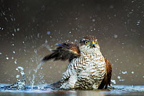 Eurasian sparrowhawk (Accipiter nisus) female bathing, Hungary