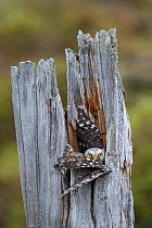 Northern hawk owl (Surnia ulula) at nest in a tree trunk with fledging stretching its wing, Sor-Varanger, Finnmark, Norway, June