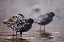 Spotted redshank (Tringa erythropus) at shallow water in snow, Ovre-Pasvik National Park, Norway