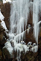 Kittiwakes (Rissa tridactyla) perched on cliff ledge with frozen icicles, Moskenes, Lofoten, Nordland, Norway, March