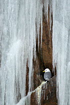 Kittiwake (Rissa tridactyla) perched on cliff ledge with frozen icicles, Moskenes, Lofoten, Nordland, Norway, March