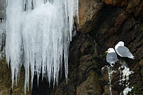 Kittiwakes (Rissa tridactyla) perched on cliff ledge with frozen icicles, Moskenes, Lofoten, Nordland, Norway, March