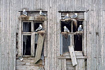 Kittiwakes (Rissa tridactyla) nesting in windows of an abandoned wooden house, Rost, Lofoten, Nordland, Norway, June