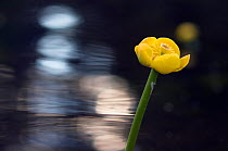 Yellow water-lily (Nuphar lutea) flower, Norway, JUly