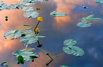 Yellow water-lily (Nuphar lutea) flower with reflections of clouds in water, Norway, July