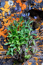 Bellflower (Campanula uniflora) growing in rock, Abisko National Park, Sweden.