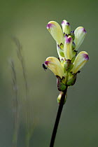 Moor-king (Pedicularis sceptrum-carolinum) flower, Vardo, Finnmark, Norway