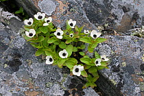 Dwarf cornel (Cornus suecica) flowering in crack in rocks, Batsfjord, Varanger-peninsula, Finnmark, Norway, June