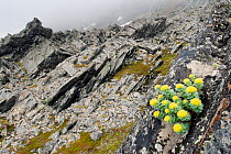 Roseroot (Rhodiola rosea) flowering on rocks, Batsfjord, Finnmark, Norway