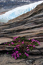 Purple saxifrage (Saxifraga oppositifolia) flowering on rocks beside the Osterdalsisen glacier, Svartisen ice cap, Saltfjellet-Svartisen National Park, Nordland, Norway, June