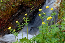 Globe-flower (Trollius europeus) flowering beside mountain stream, Nordland, Norway, June
