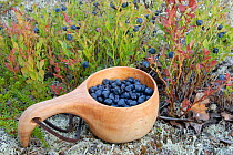 Pot of harvested Bilberries (Vaccinium myrtillus) Norway, July