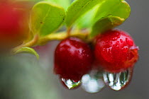 Cowberry (Vaccinium vitis-idaea) fruits, Norway.