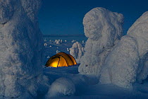 Light inside tent - camping in the Riisitunturi National Park, with trees laden with snow, Lapland, Finland, February 2006