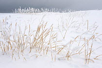 Winter snow and grass, Varanger peninsula, Finnmark, Norway, February 2010
