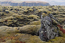 Old, moss-covered lava field, Landbrot, Eldhraun, Iceland, April 2010