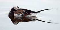 Long-tailed duck (Clangula hyemalis) resting on water, Myvatn, Iceland, June