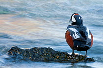 Harlequin duck (Histrionicus histrionicus) male beside the Laxa River, Myvatn, Iceland, June