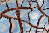 Dry mud surface, cracked, Hverir. Iceland, June