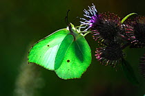 Brimstone butterfly (Gonepteryx rhamni) feeding on nectar from Burdock flowers. Dorset, UK August