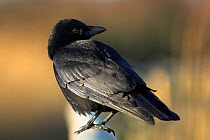 Carrion crow (Corvus corone) perched on fence, Dorset, UK, January