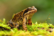 Juvenile Common frog (Rana temporaria) portrait sitting on moss in spring. Dorset, UK, March