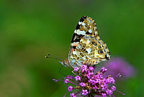 Painted Lady butterfly (Vanessa cardui) feeding on nectar from Phuopsis stylosa flowers. Dorset, UK. September 2007