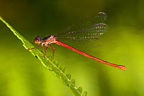 Male Small Red Damselfly (Ceriagrion tenellum) at rest on stem, Dorset, UK July