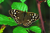 Speckled Wood Butterfly (Pararge aegeria) at rest with wings open, Dorset, UK, August