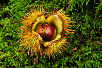Sweet Chestnut (Castanea sativa) fallen fruit, with husk open, Dorset, UK October